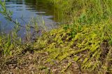 Lysimachia nummularia. Вегетирующие растения в сообществе с Phalaroides arundinacea, Trifolium и Salix. Кировская обл., Афанасьевский р-н, Ичетовкинское сельское поселение, окр. дер. Порубово, долина р. Кама, зарастающий галечник. 25 июля 2021 г.