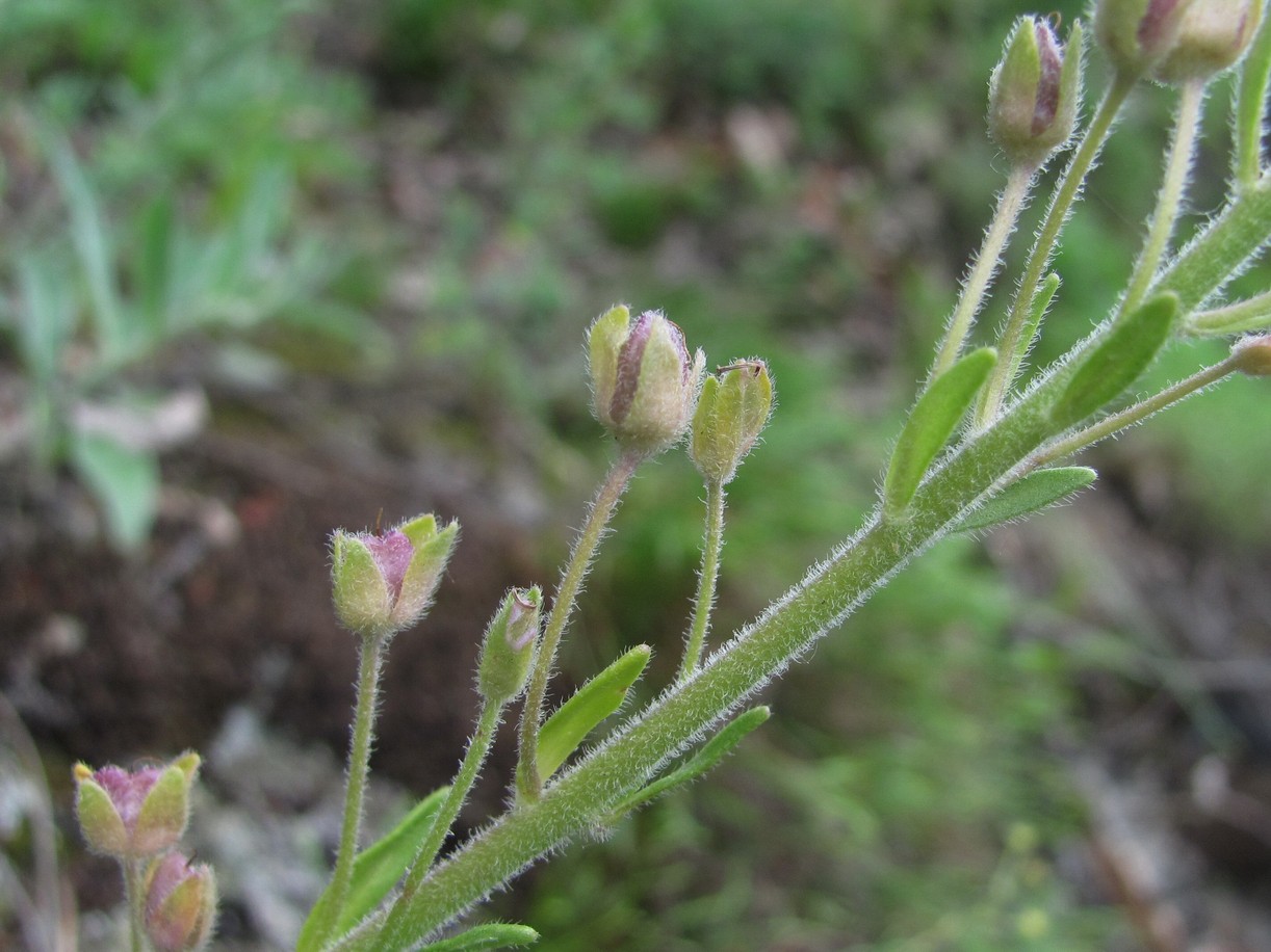 Image of Veronica gentianoides specimen.