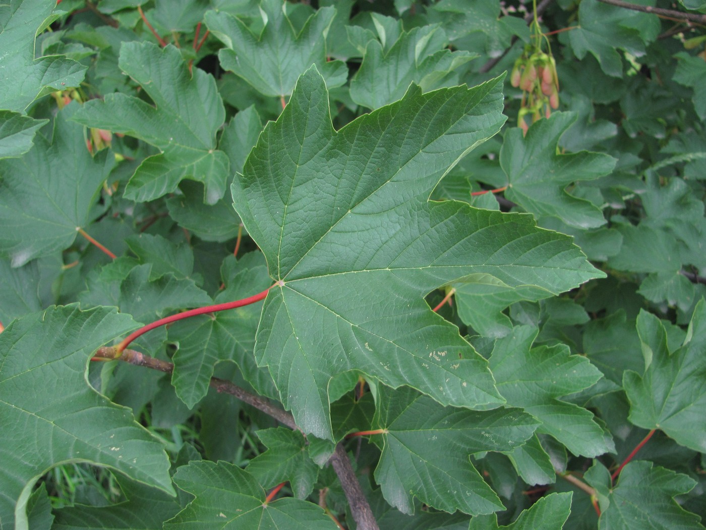 Image of Acer pseudoplatanus specimen.
