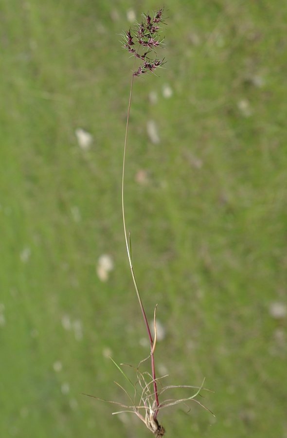 Image of Poa bulbosa ssp. vivipara specimen.