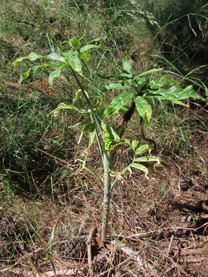 Изображение особи Dracunculus vulgaris.