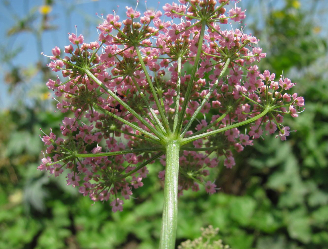 Изображение особи Pimpinella rhodantha.