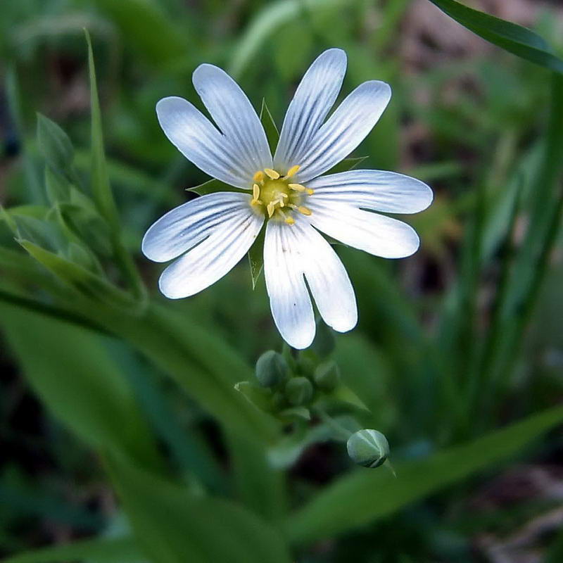 Изображение особи Stellaria holostea.