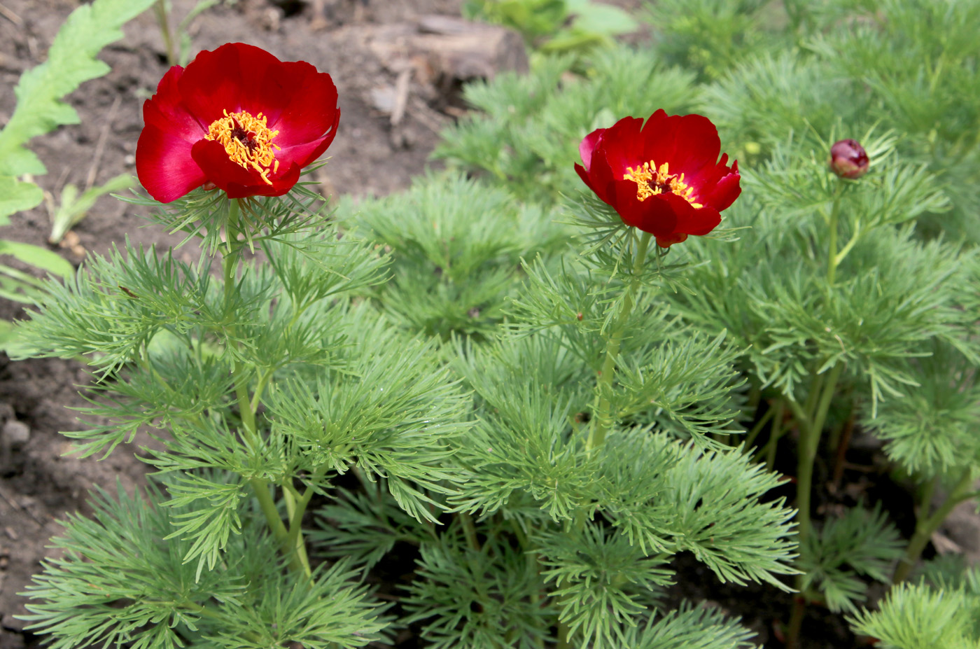 Image of Paeonia tenuifolia specimen.