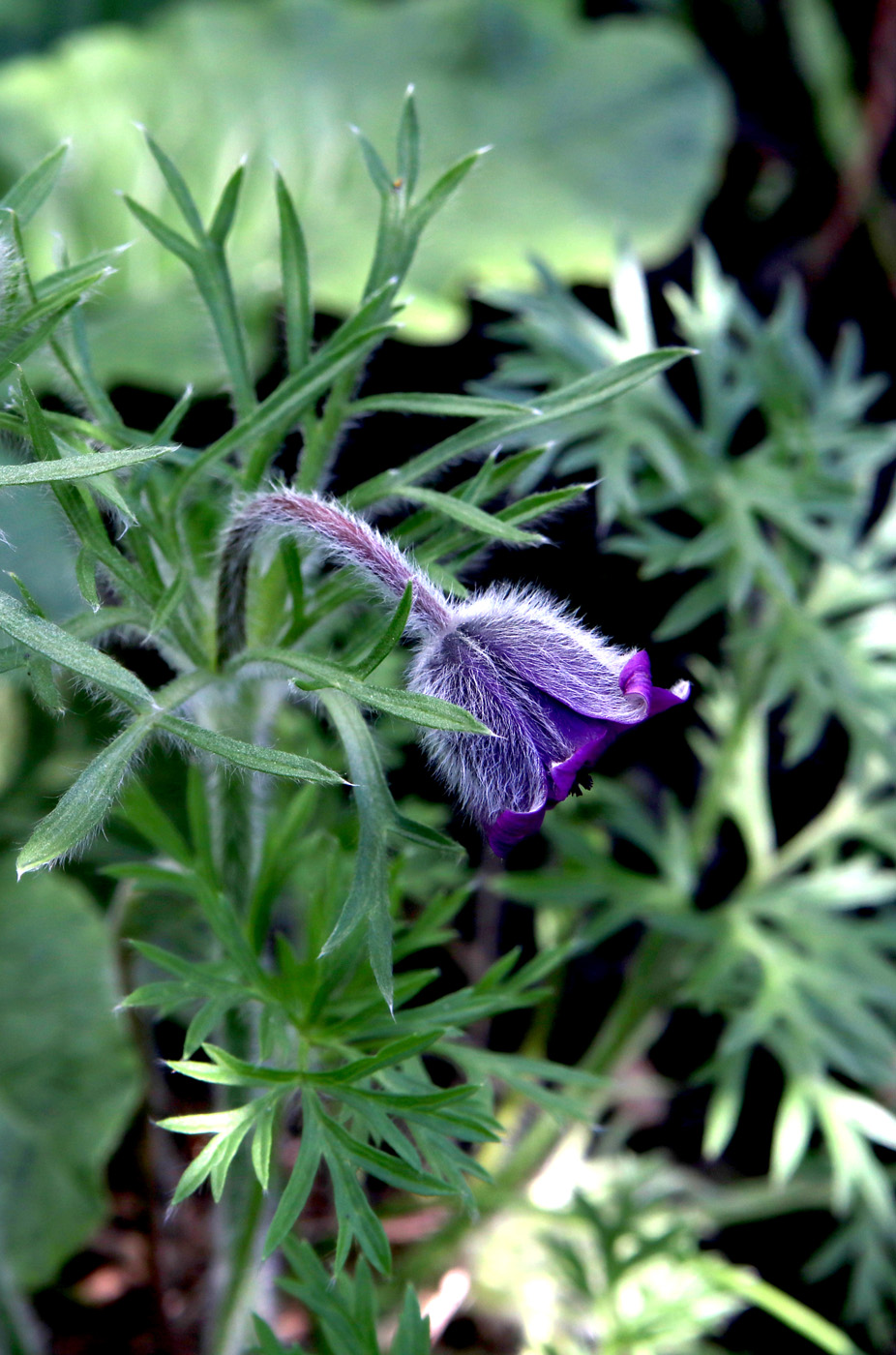 Изображение особи Pulsatilla regeliana.