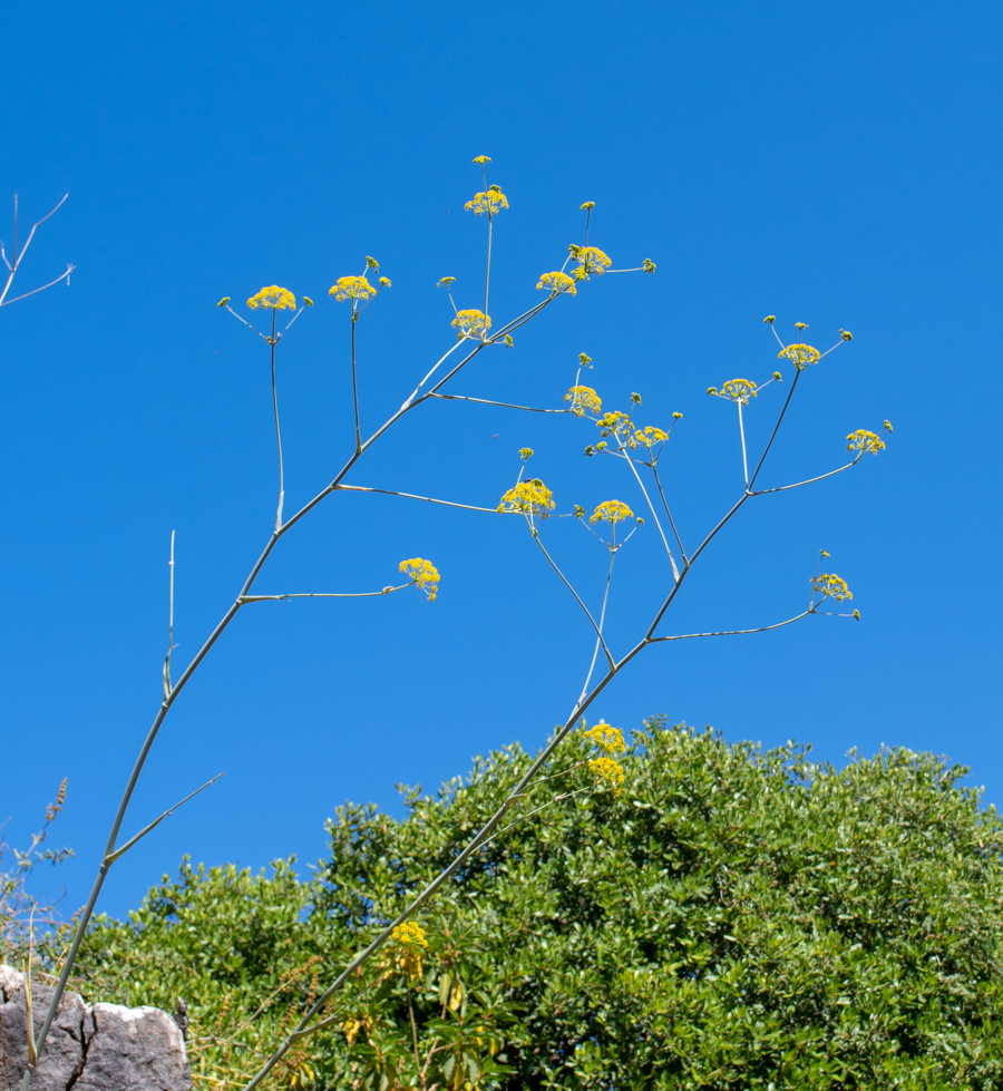 Image of Ferula tingitana specimen.