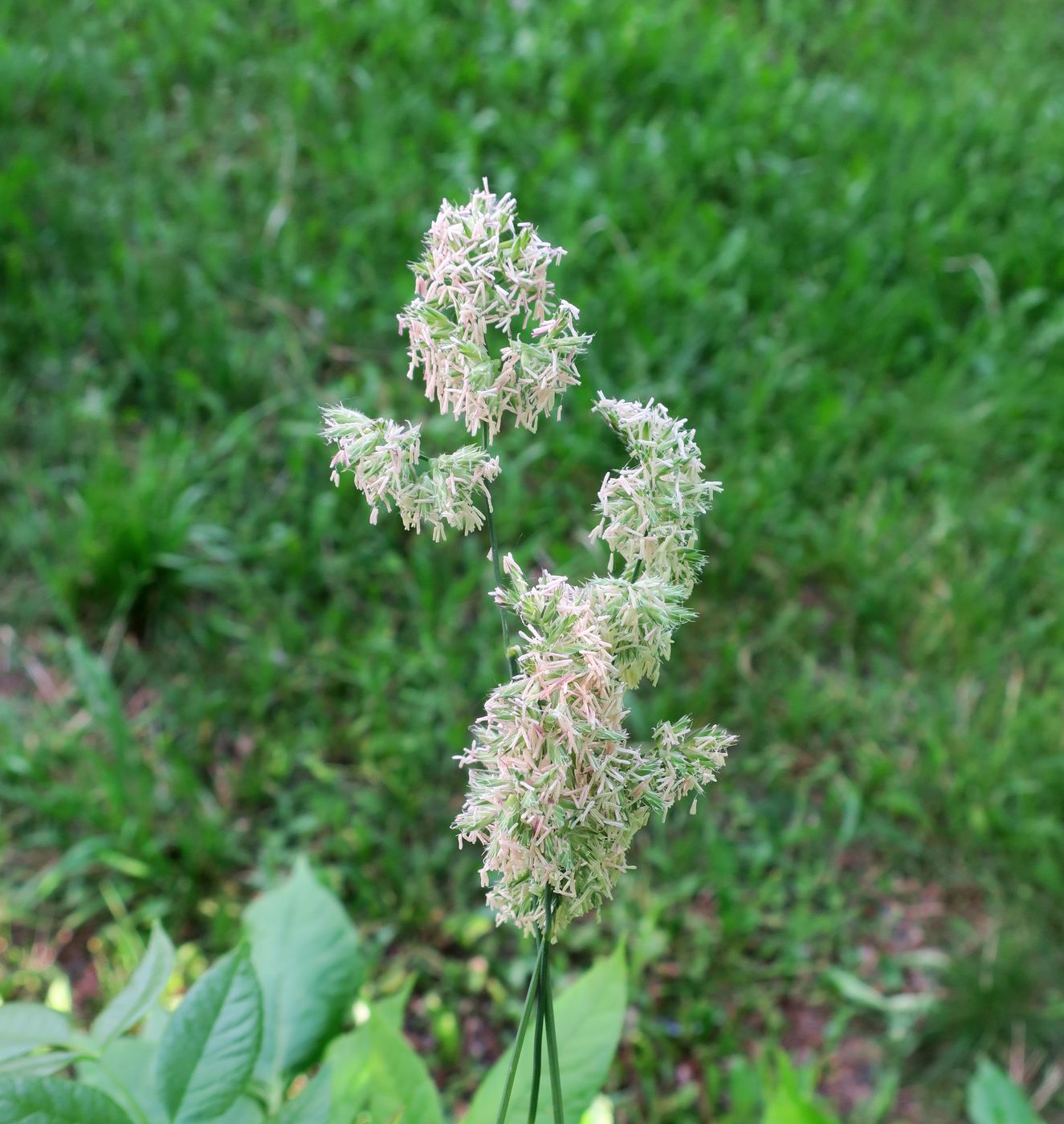 Image of Dactylis glomerata specimen.