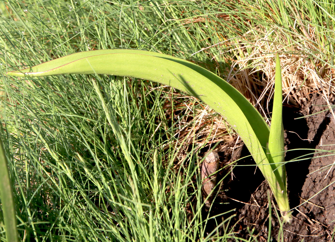 Image of Tulipa saxatilis specimen.