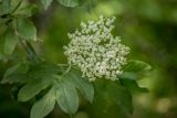 Sambucus nigra. Соцветие и лист. Ростовская обл., Белокалитвинский р-н, окр. с. Литвиновка, ур. Филькино, лиственный лес. 28.05.2022.