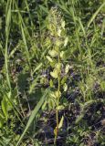 Thlaspi arvense