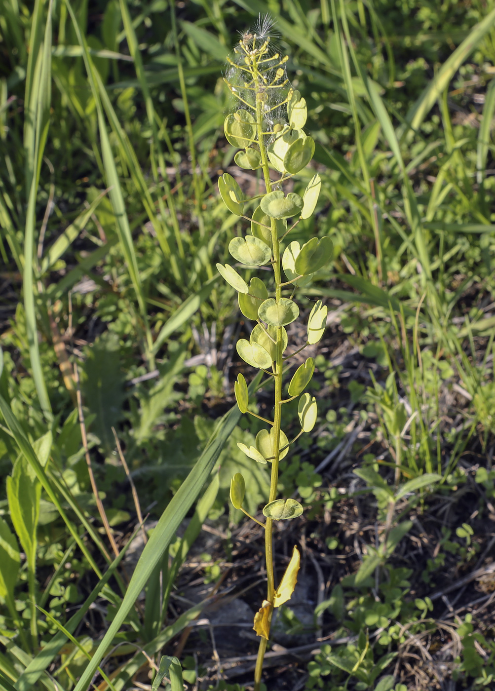 Image of Thlaspi arvense specimen.