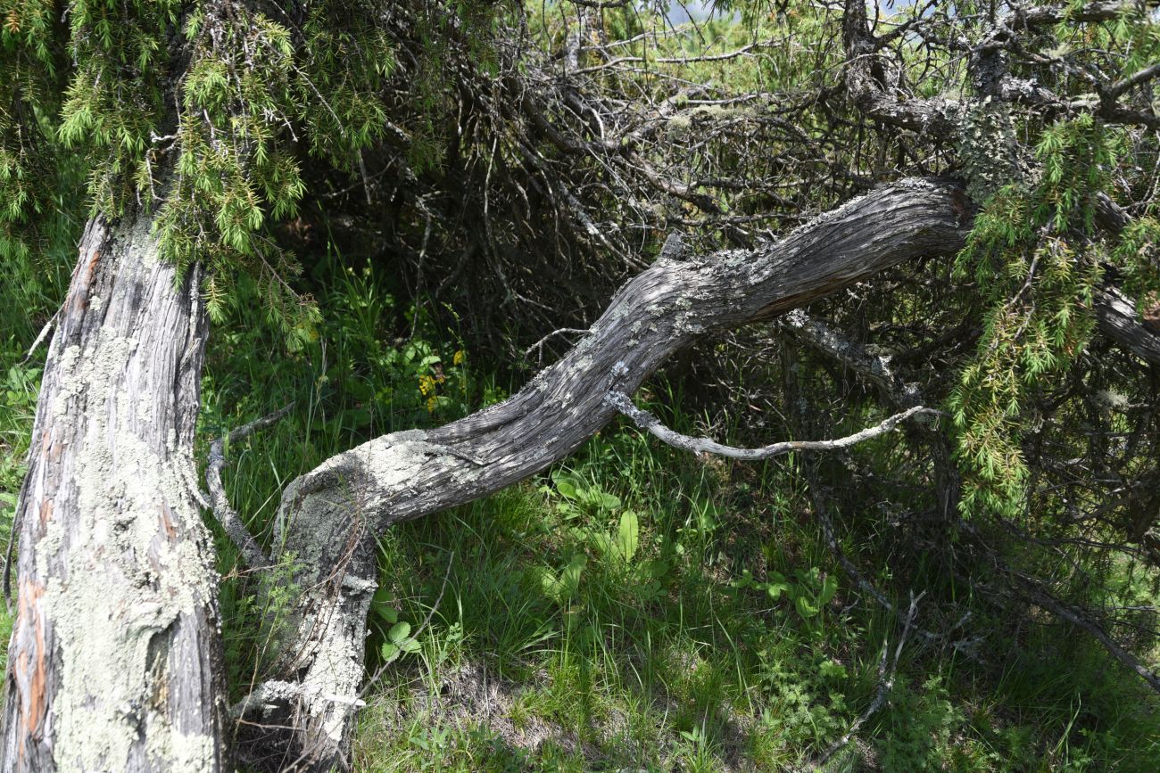 Изображение особи Juniperus oblonga.