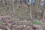 Corydalis solida