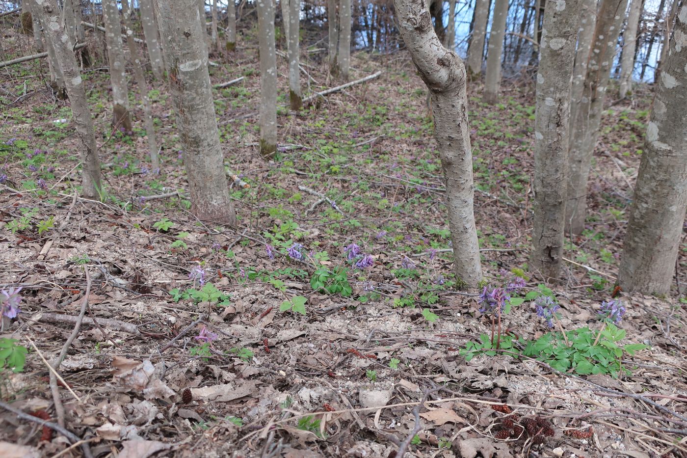 Изображение особи Corydalis solida.