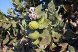 Calotropis procera. Побег с плодами и соцветием. Египет, мухафаза Асуан, Нубийский р-н, г. Абу-Симбел. 19.03.2021.