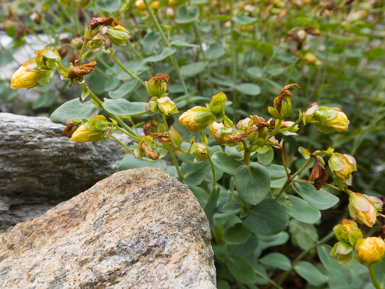 Image of Hypericum nummularioides specimen.