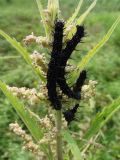 Urtica angustifolia