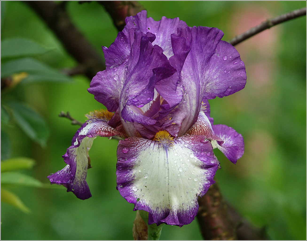 Image of Iris &times; hybrida specimen.