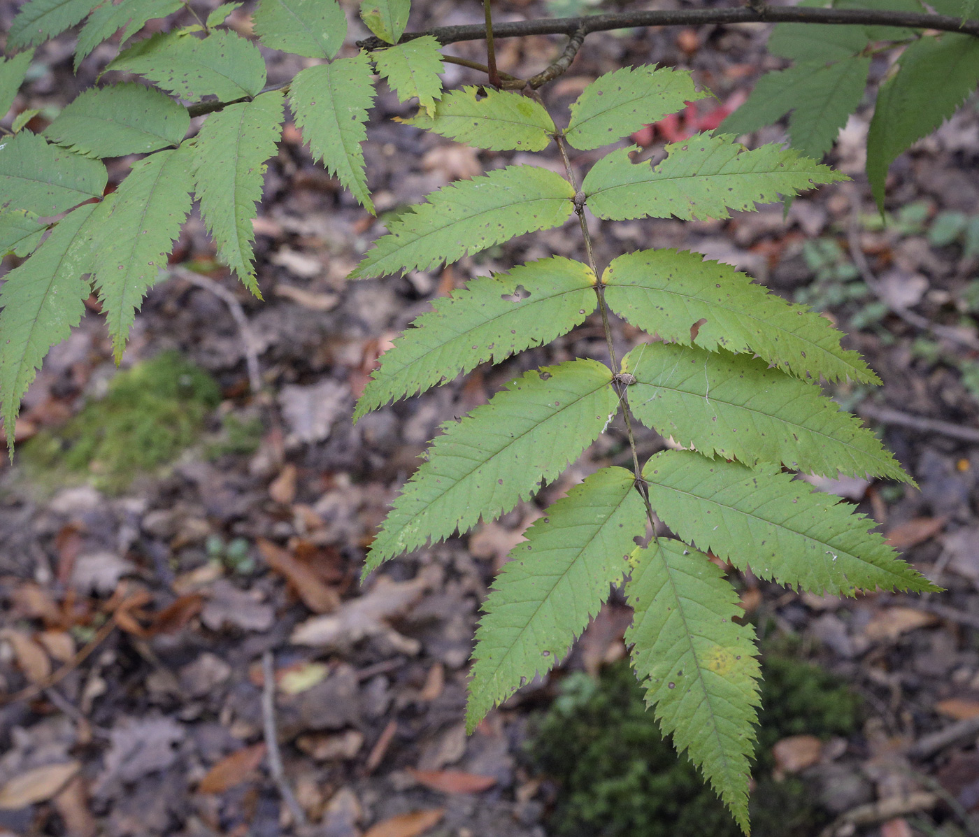 Изображение особи Sorbus commixta.