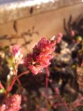 род Persicaria