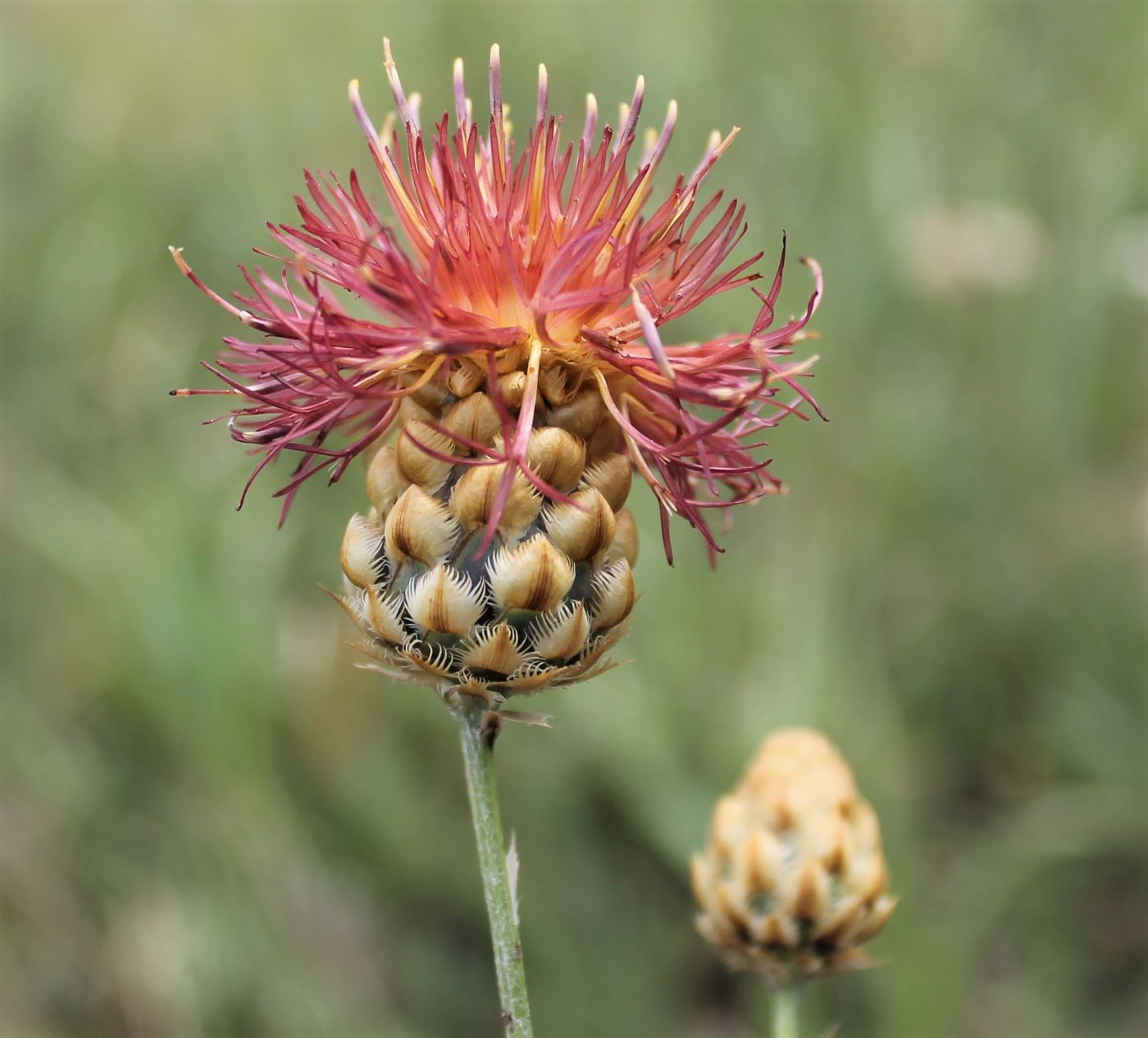 Image of Centaurea orientalis specimen.