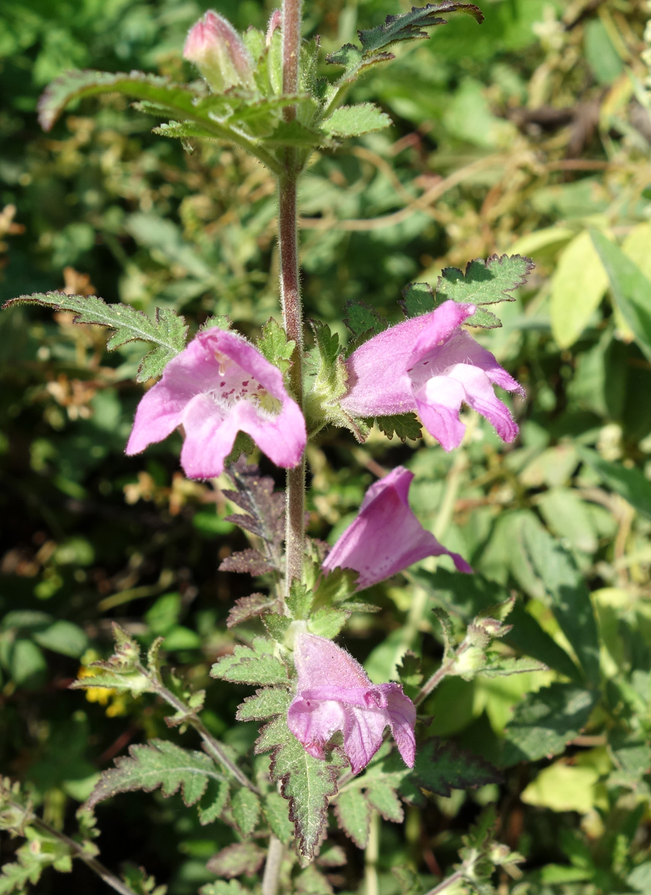 Image of Phtheirospermum chinense specimen.