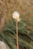 Anemone multifida