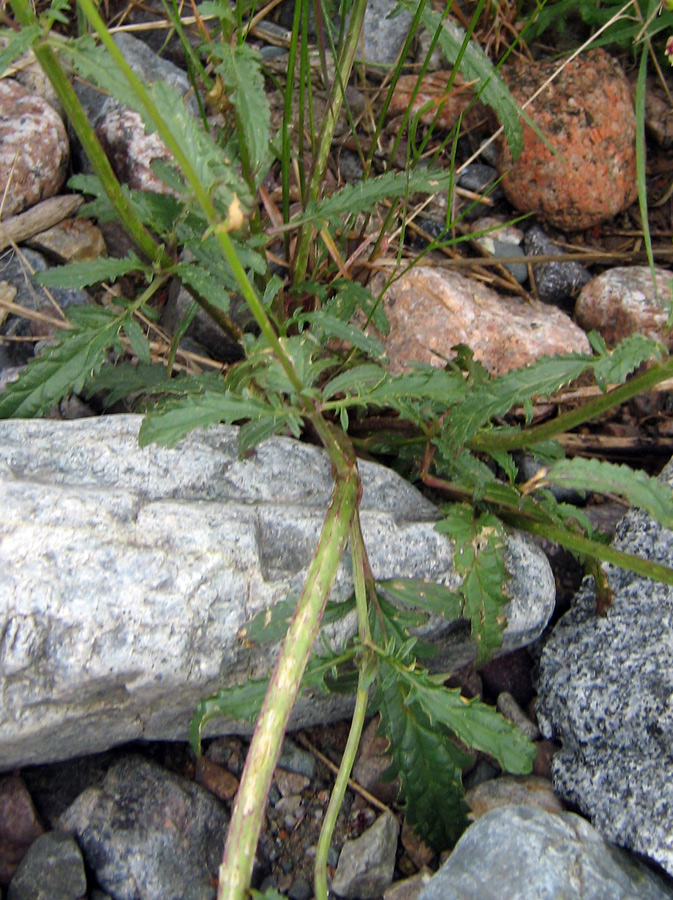 Изображение особи род Scrophularia.