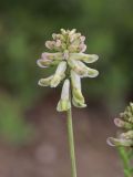 Astragalus peduncularis