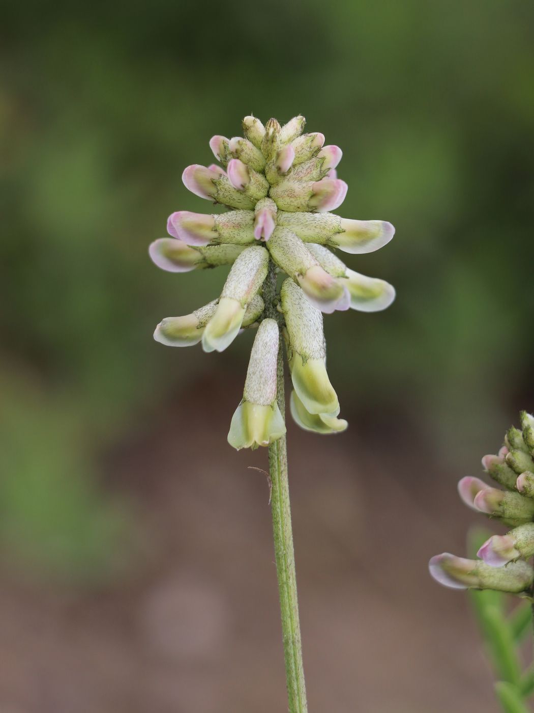 Изображение особи Astragalus peduncularis.