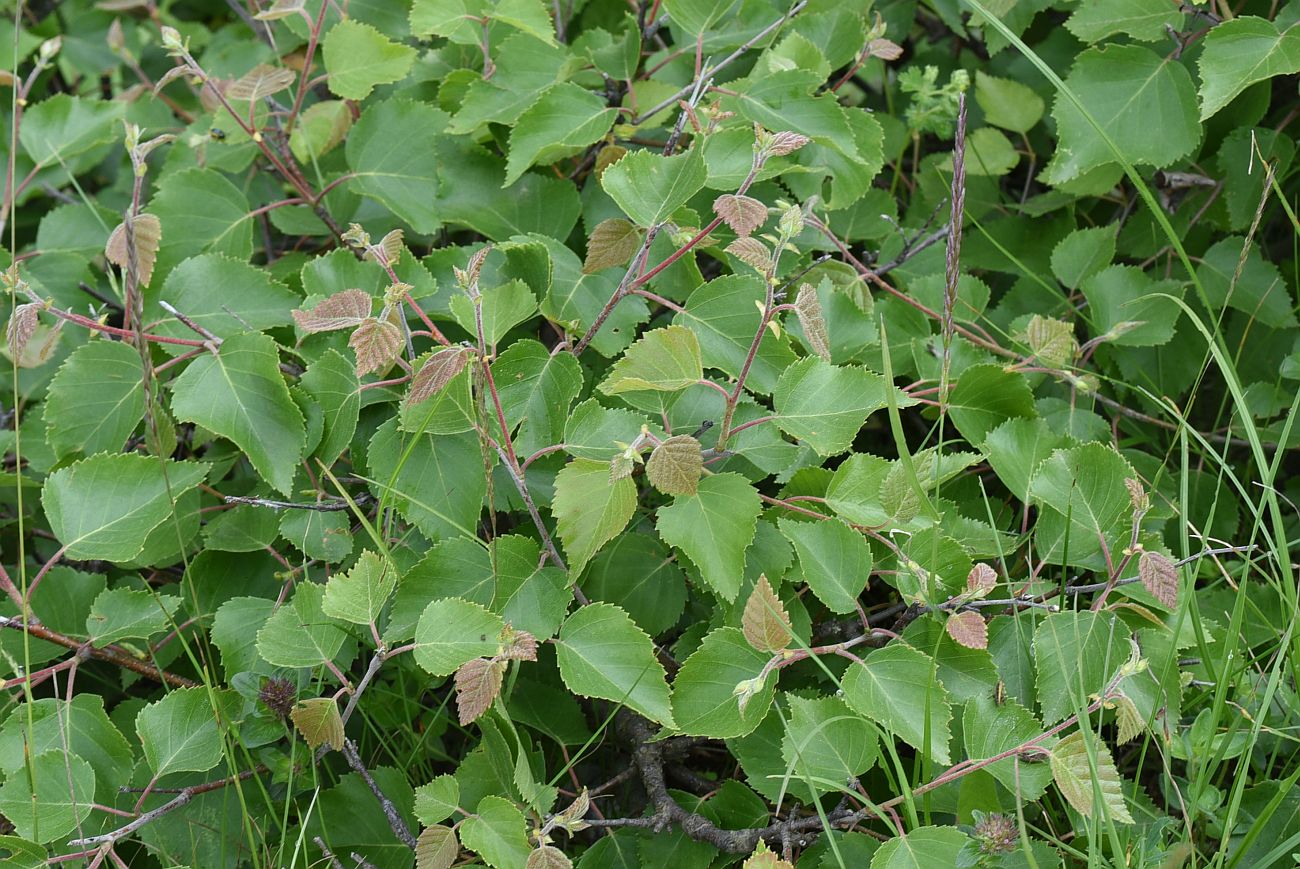 Image of Betula litwinowii specimen.
