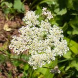 Apiaceae