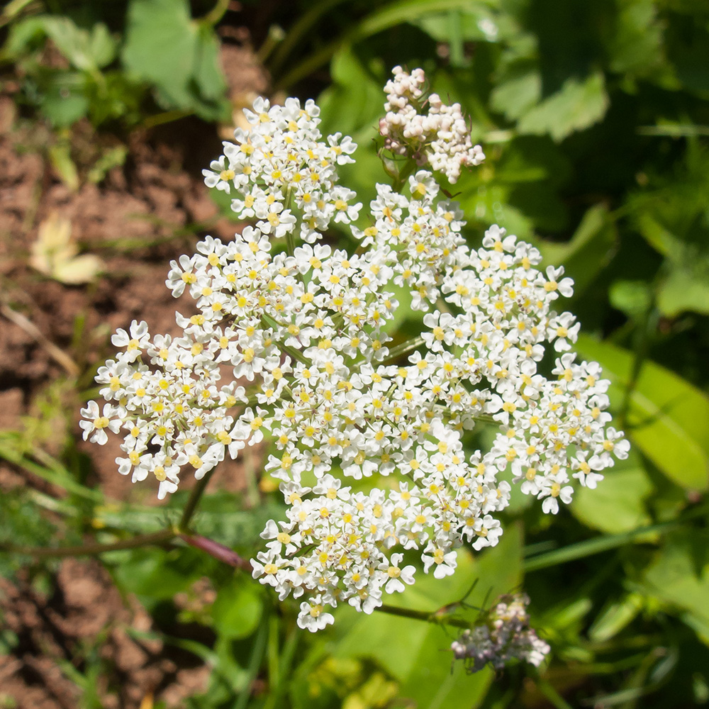 Image of familia Apiaceae specimen.