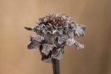 Inula helenium. Высохшее прошлогоднее соплодие. Ростовская обл., Мясниковский р-н, Чулекская балка, степной склон. 04.04.2021.