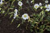 Cerastium multiflorum