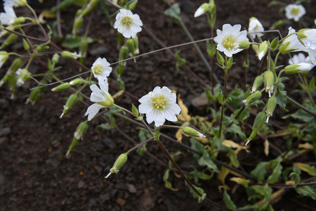 Изображение особи Cerastium multiflorum.