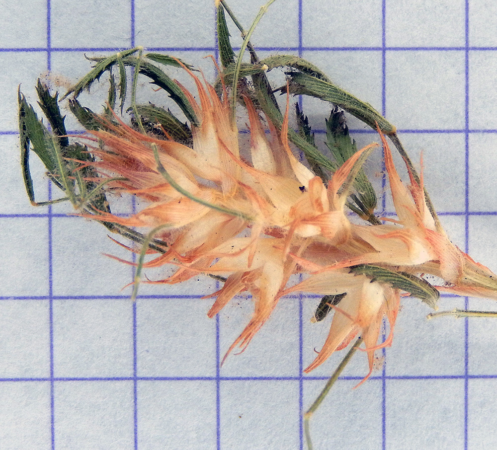 Image of Ononis pusilla specimen.