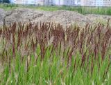 Calamagrostis epigeios