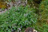 Mertensia rivularis