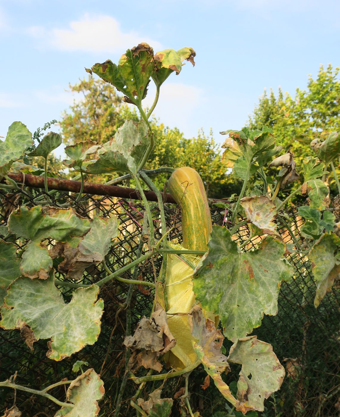 Image of Cucurbita moschata specimen.