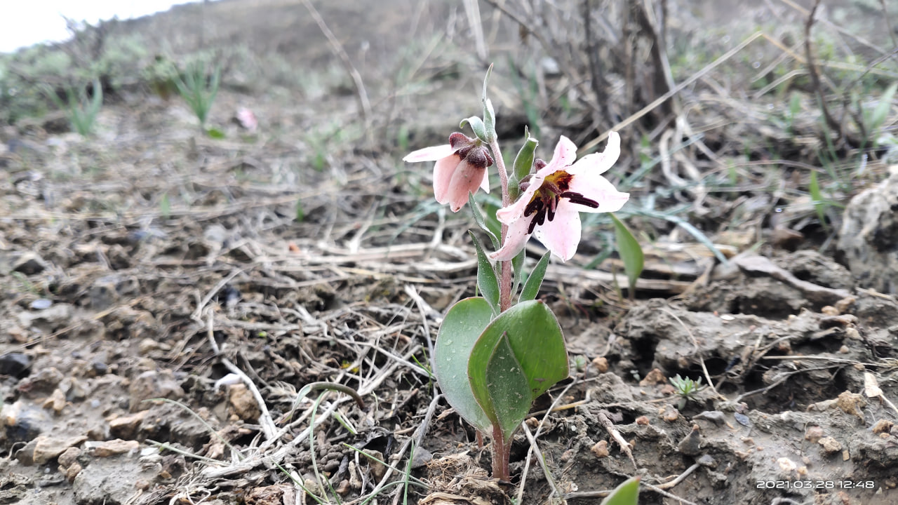 Image of Fritillaria rugillosa specimen.