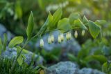 Polygonatum glaberrimum. Цветущее растение. Краснодарский край, Туапсинский р-н, Главный Кавказский хр., окр. горы Семиглавая, высота 1400 м н.у.м., каменистый субальпийский луг. 27.05.2023.