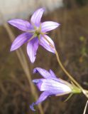 Campanula patula. Цветки (вверху - с нетипичным шестичленным околоцветником; вид со стороны чашечки). Окр. Томска, 05.10.2009.