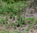 Asclepias curassavica