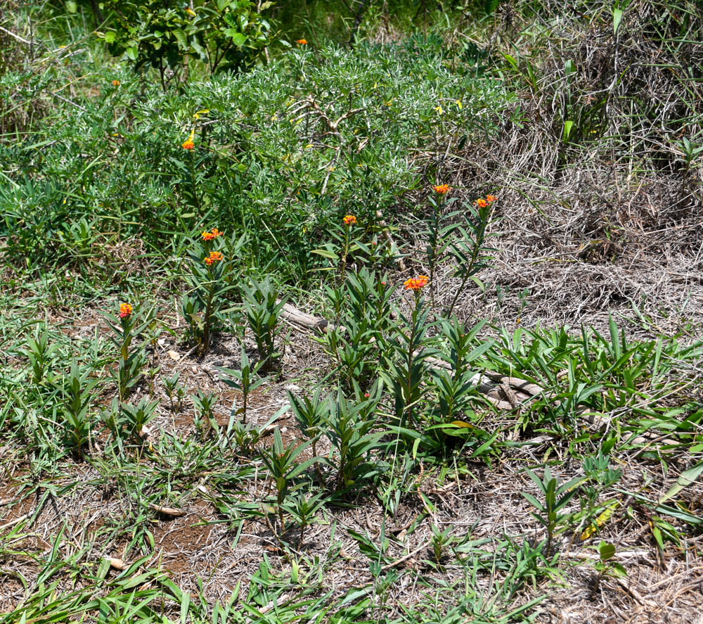 Изображение особи Asclepias curassavica.