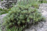 Astragalus microcephalus