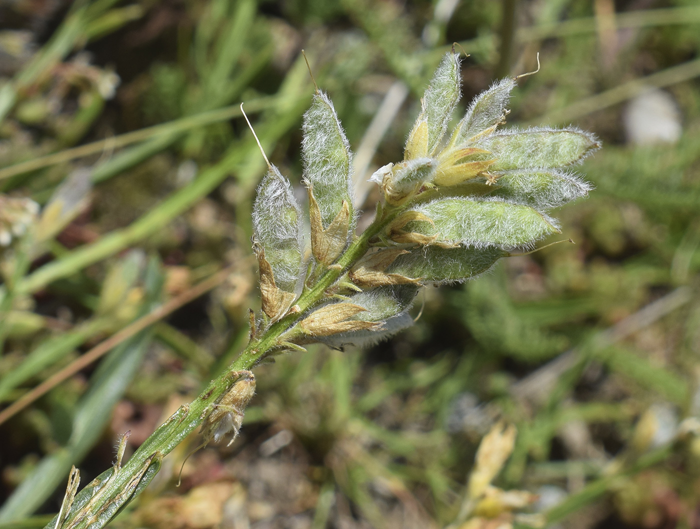 Image of Genistella sagittalis specimen.