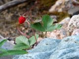 Fragaria vesca