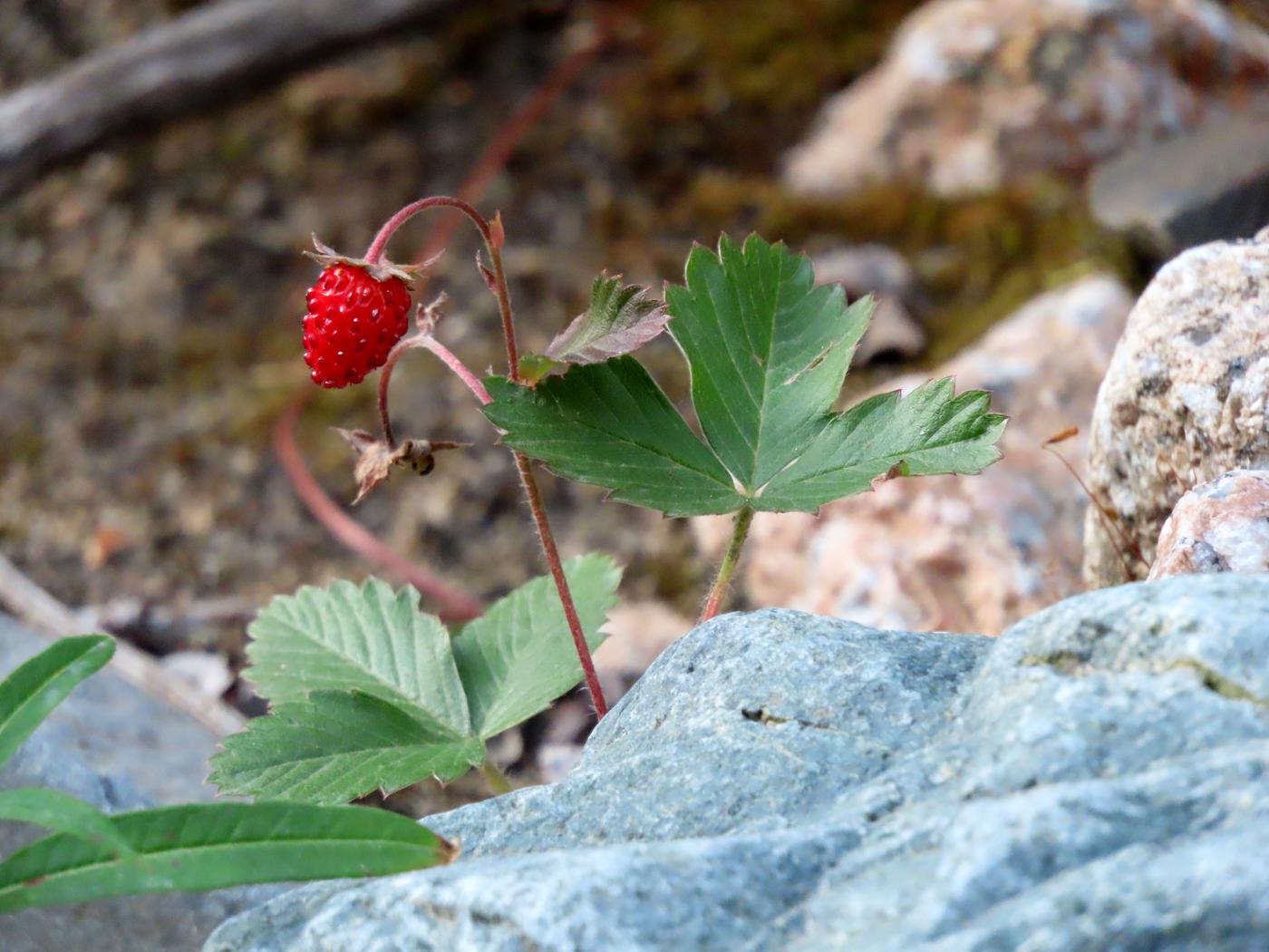 Изображение особи Fragaria vesca.