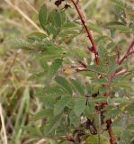 Rosa cinnamomea. Средняя часть отплодоносившего побега. Ярославская обл., Пошехонский р-н, окр. с. Гаютино, луг на залежи. 25.08.2019.